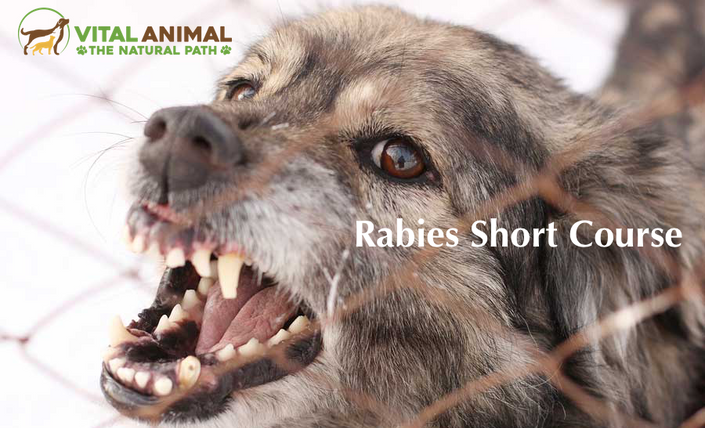 Dog vicious face branded RSC 900x547