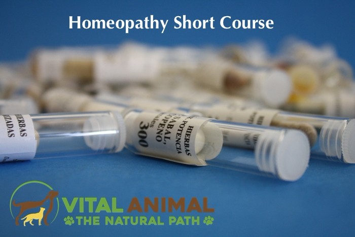 Homeopathy Short Course title